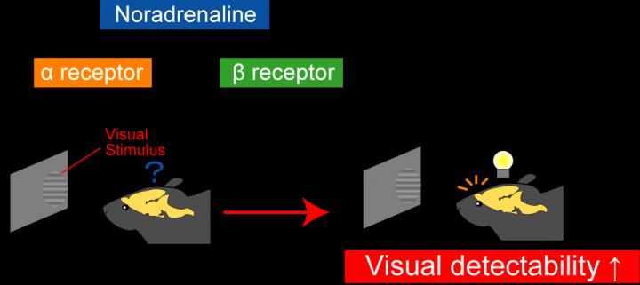 Endogenously-Released Noradrenaline Improves Visual Detectability