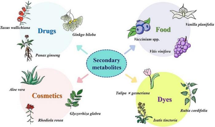 Secondary metabolites from plants play a crucial role in various aspects of daily life and find wide applications in medicine, chemistry, food, and cosmetics.