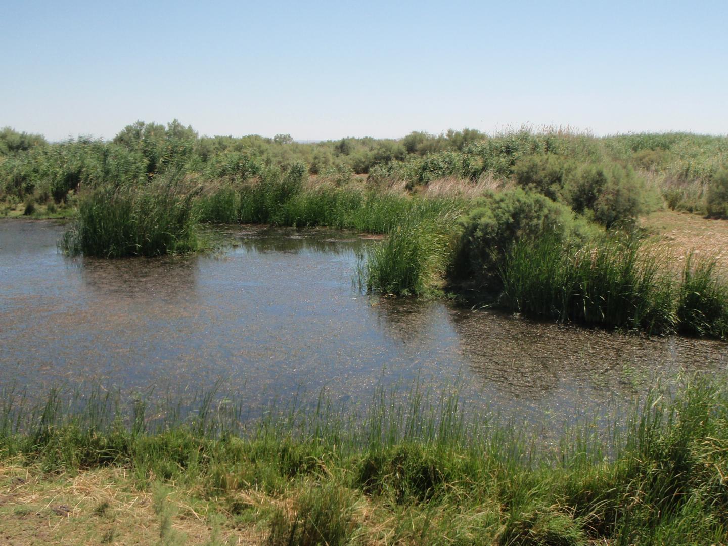 Wetlands