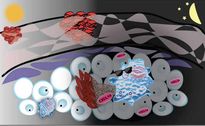 Rhythmic expression of CXCL14 in mouse epidermis