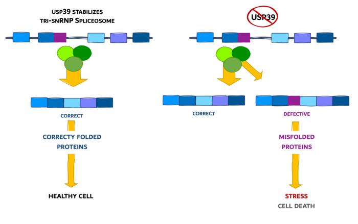 Splicing with USP39