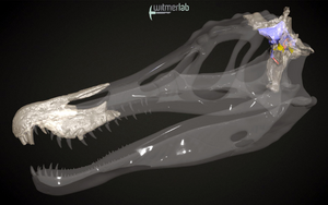 Baryonyx walkeri endocast