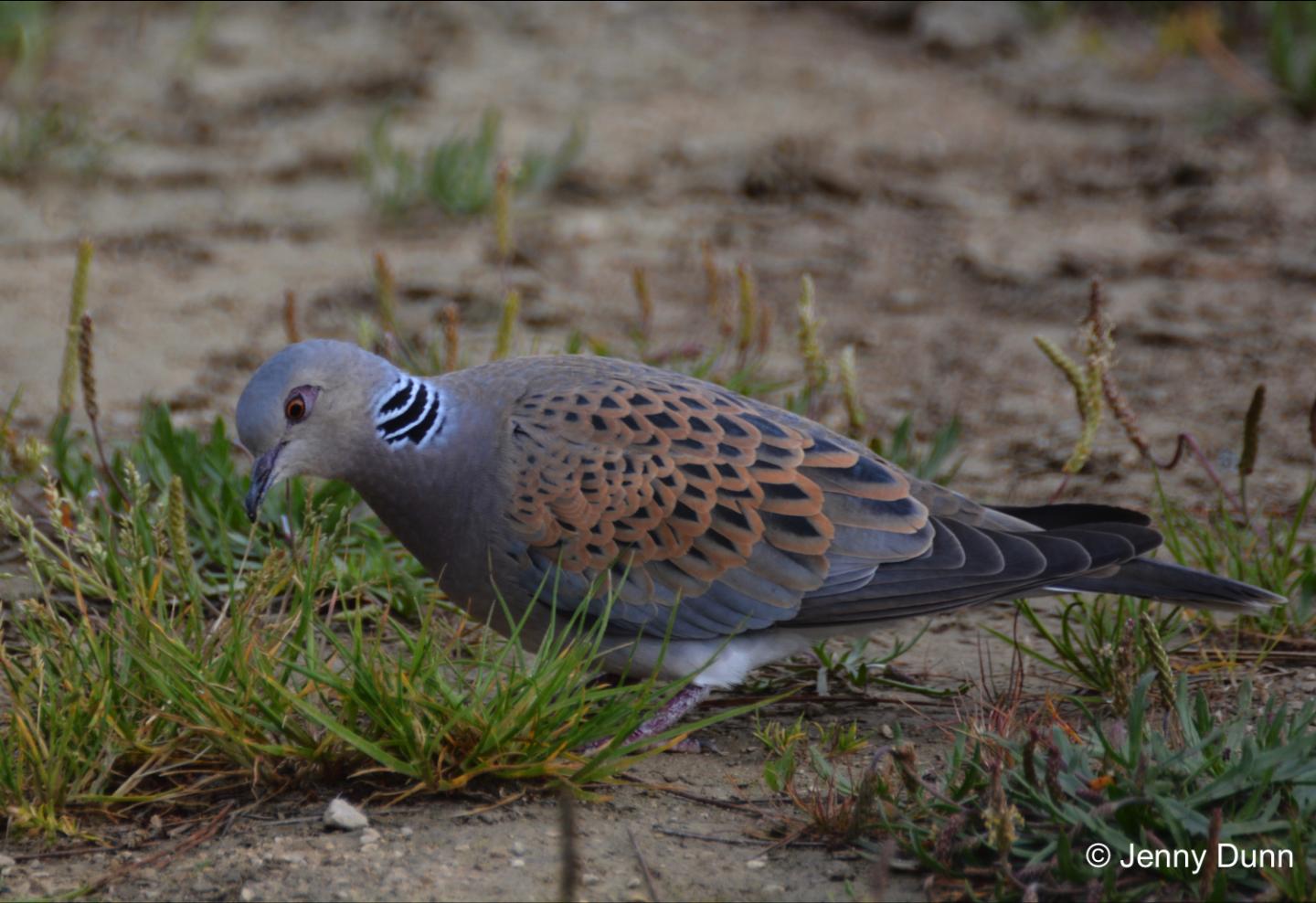 Turtle Dove