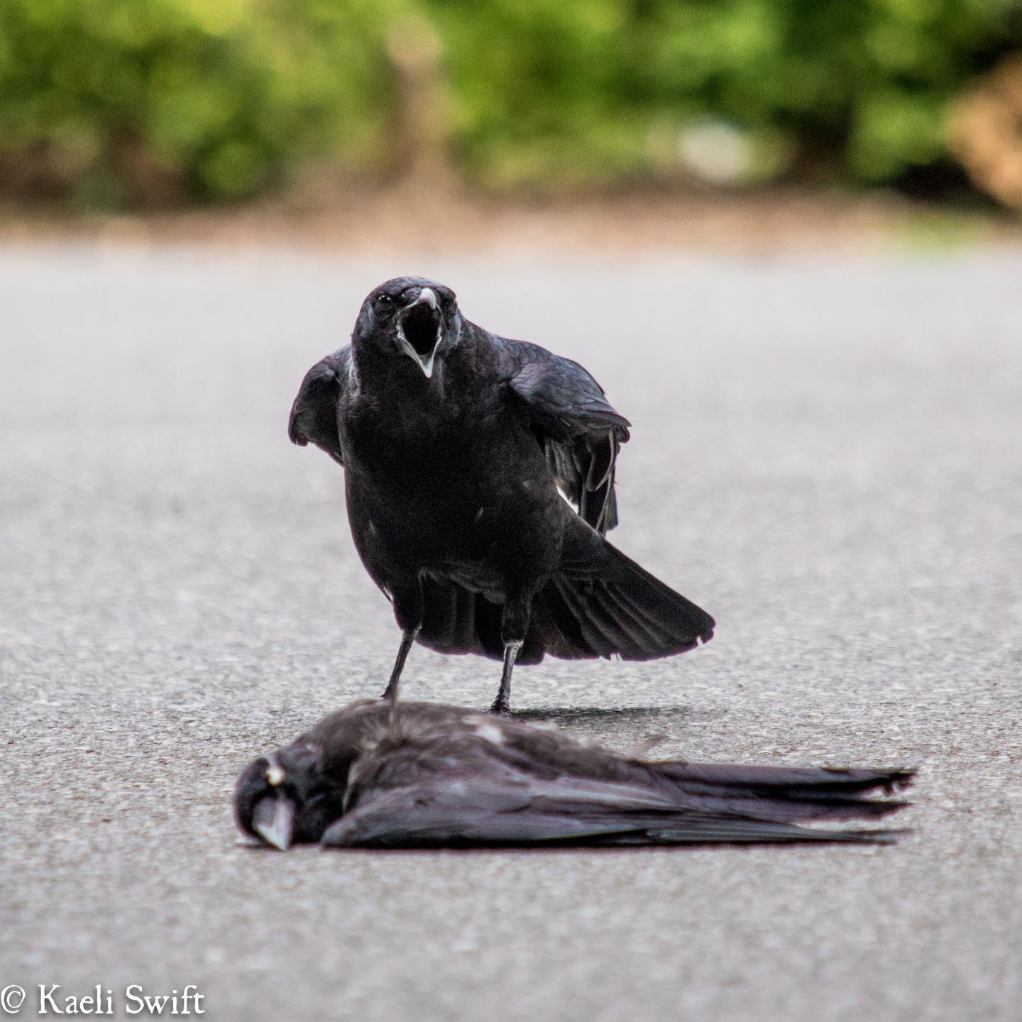 American Crows