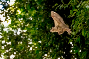 Mother bat holding baby bat.