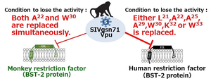 Fig 2. Vpu protein from the SIV antagonizes human and monkey BST2 by different mechanisms.