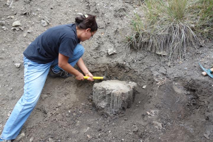 Excavating Ancient Trees