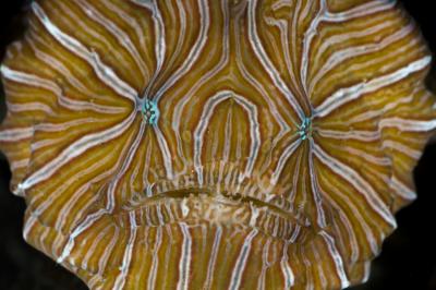 H. psychedelica Face