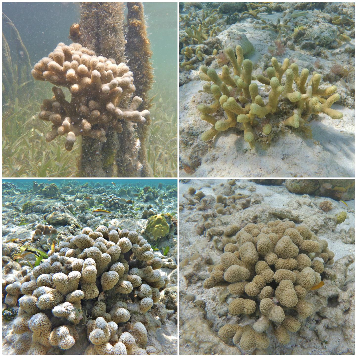 <I>Porites porites</I>