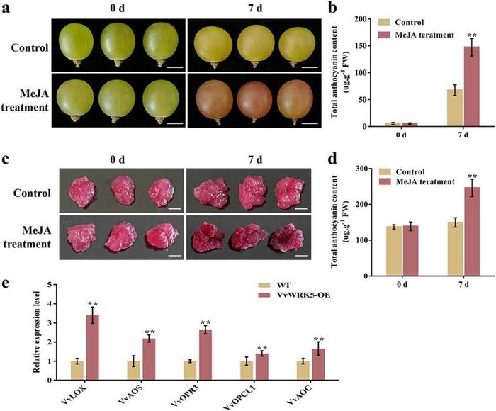 The impacts of exogenous MeJA treatment on grape anthocyanin synthesis.