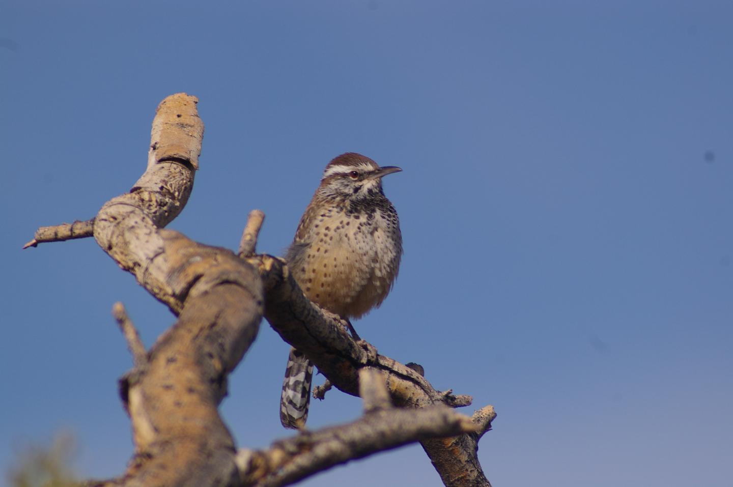 Cactus Wren