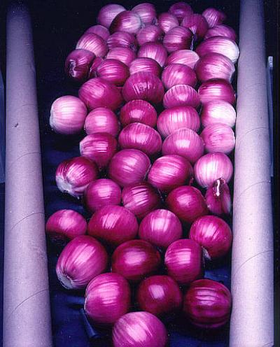 Onions