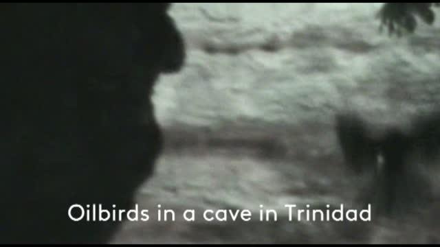 Oilbirds in Cave