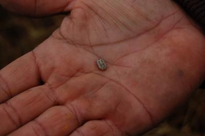 Cattle Tick, <i>Rhipicephalis microplus</i>