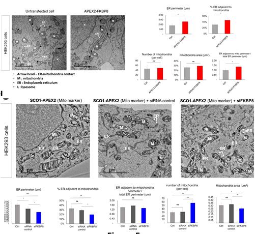 Structural Changes of MAM due to FKBP8