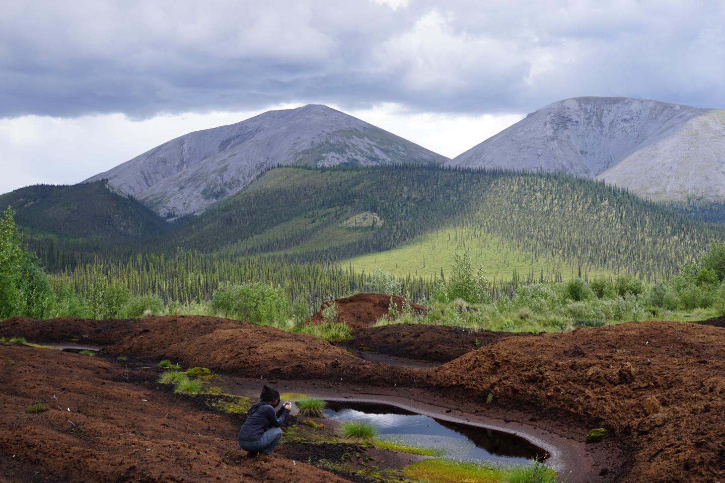 Peat Plateau