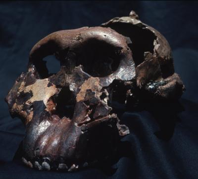 Skull of 'Nutcracker Man' or <i>Paranthropus boisei</i>