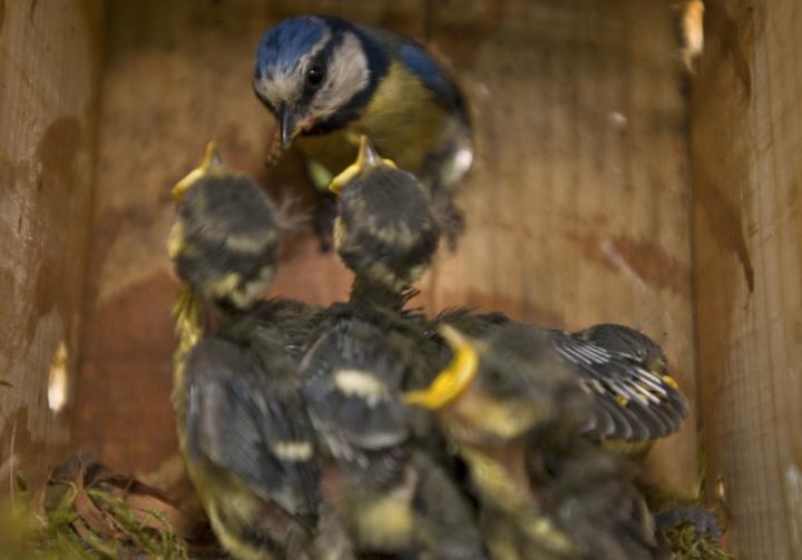 Blue tits, Cyanistes caeruleus