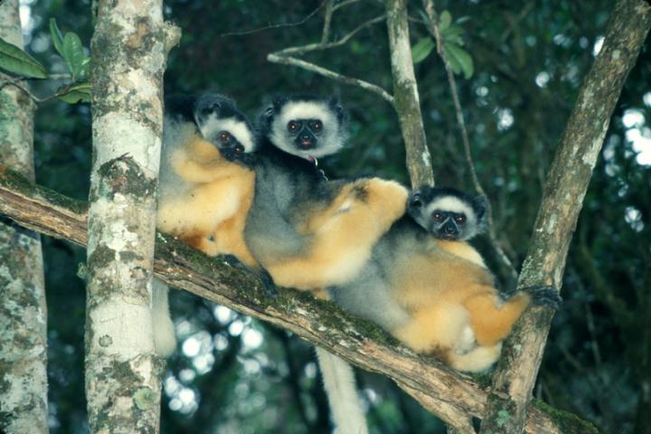 Three Young Lemurs