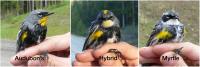 Audubon's, Hybrid and Myrtle Warblers