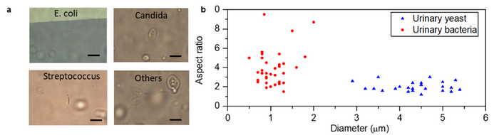 Fig. 3 Investigation of adhesion strength of diverse cells in human samples using scRAFA.