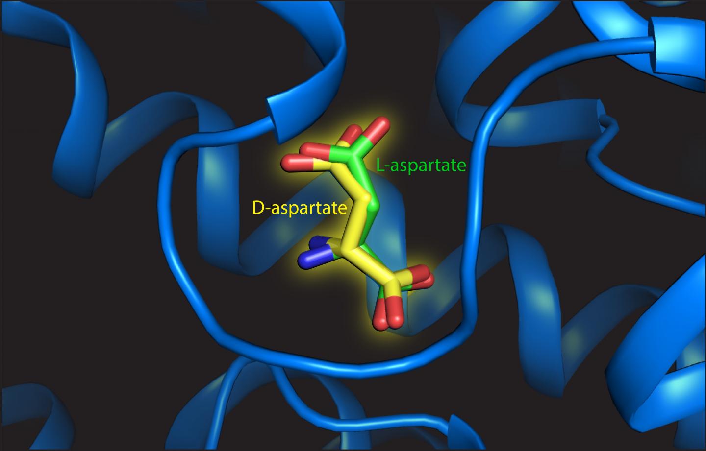L- and D-Aspartate at the Binding Site