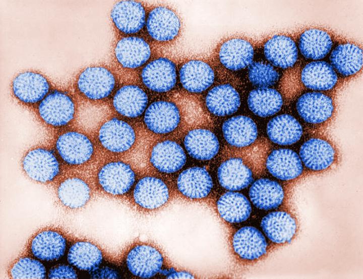 Rotavirus particles