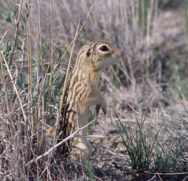 Thirteen-Lined Ground Squirrel