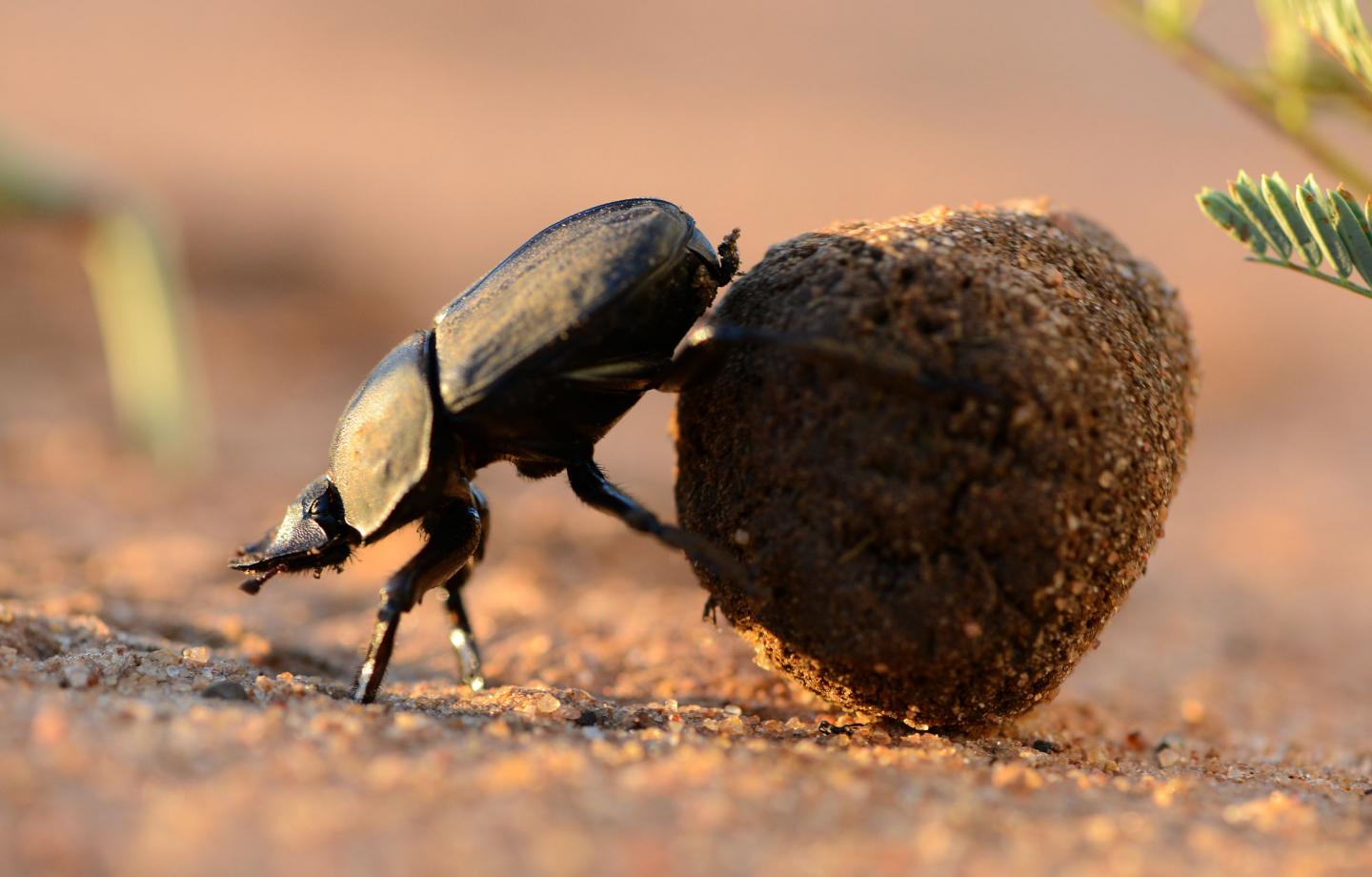 Dung Beetle