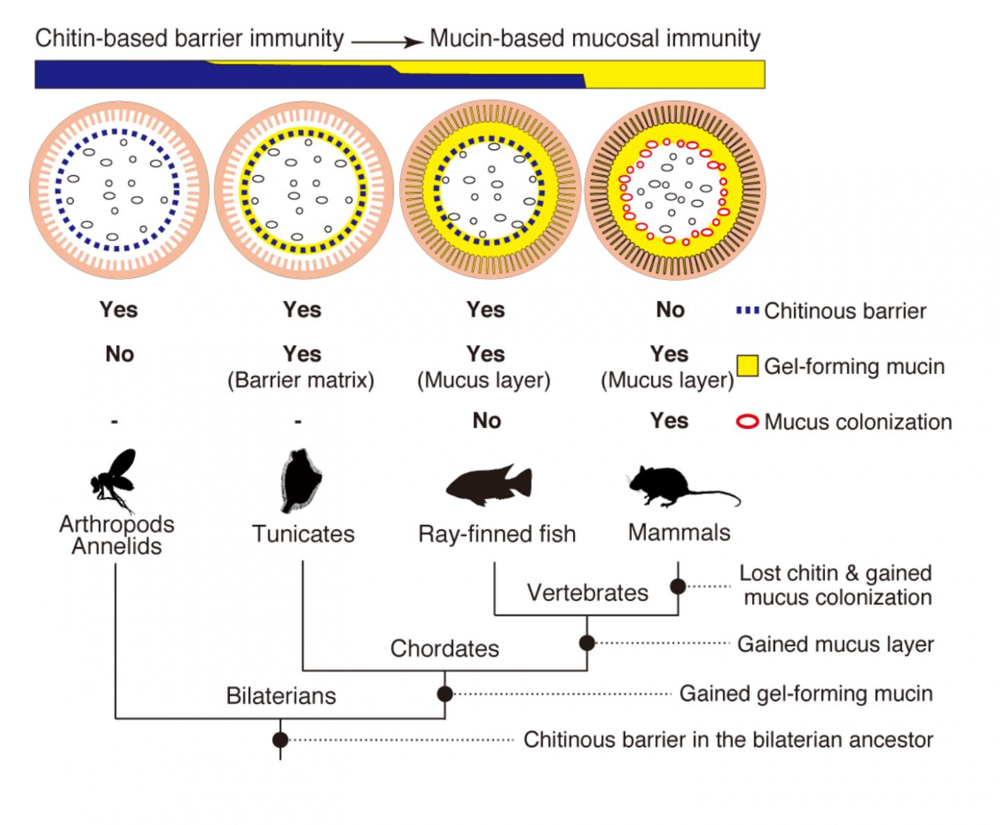 無脊椎動物 脊索動物 哺乳類の腸管表面略図 Image Eurekalert Science News Releases