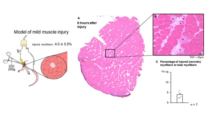 Figure 1: Method of inducing injury and the extent of the muscle damage 6 hours after injury