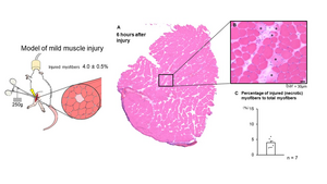 Figure 1: Method of inducing injury and the extent of the muscle damage 6 hours after injury