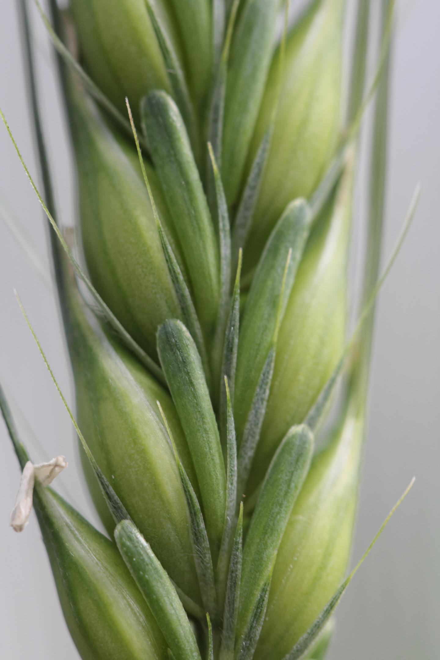 New Link Between Key Enzymes in Barley Grain and Malt