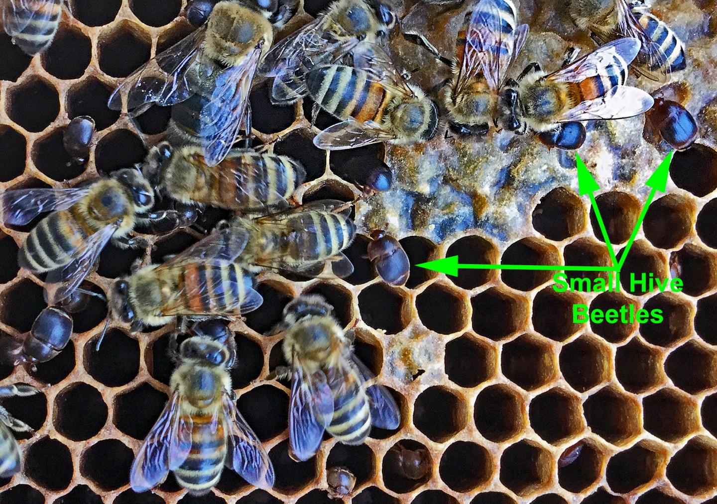 Small Hive Beetles