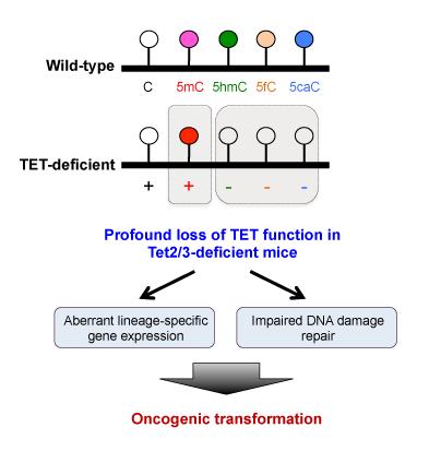 TET Proteins Help Maintain Genome Integrity