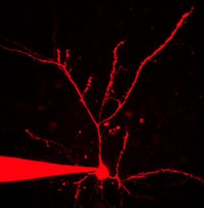 Some Synapses Have Narrower Targets Than We Thought (2 of 2)