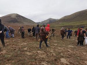 Pastoralists planting grass seeds to restore grassland