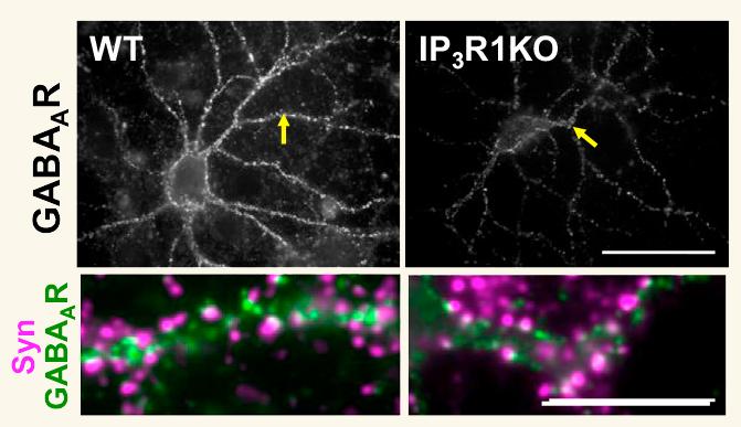 Knocking Out The Ip3 1 Receptor In Hippocampal Neurons Causes A Reduction In Gabaa Receptor Clusteri