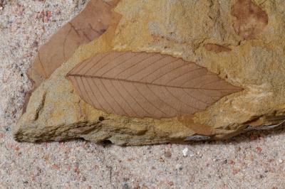 Fossil Leaves Record Information about Plant Ecological Strategies