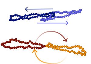 Physics of complex fluids: Ring polymers show unexpected motion patterns under shear