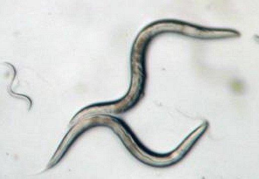 <i>C. elegans</i> for Science