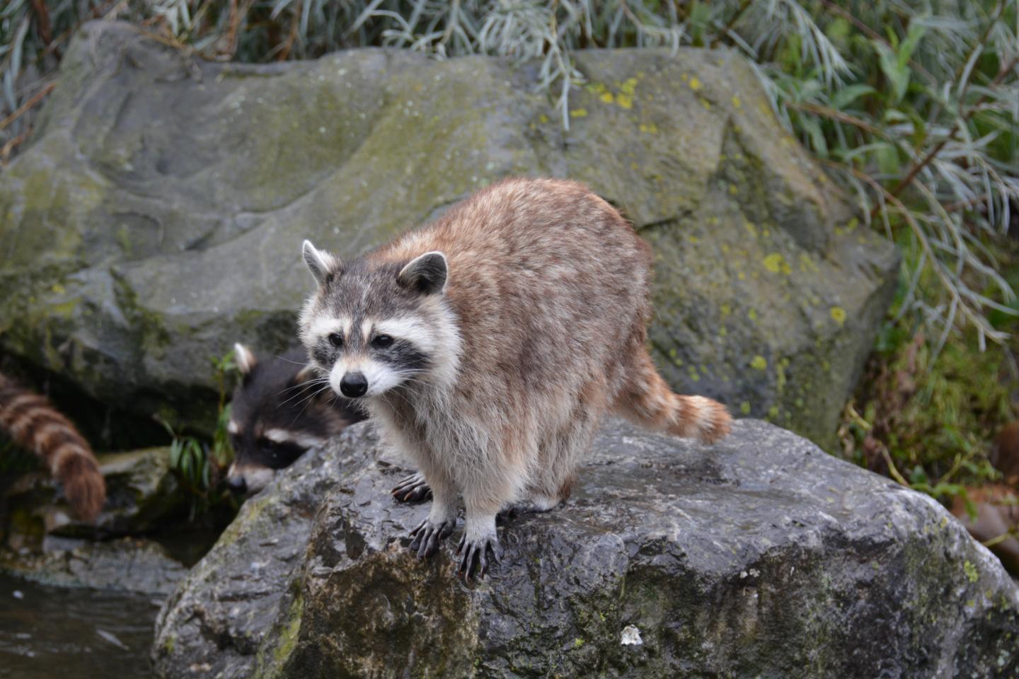 Raccoon (Procyon lotor)