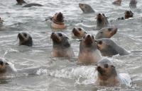 Australian Fur Seal Pup Population Is Shrinking (1 of 2)