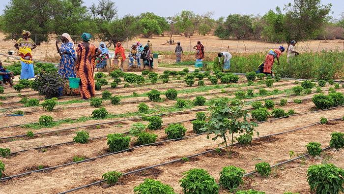 Women play a significant role in farming