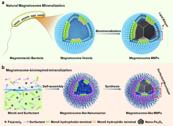 From Magnetic Navigation to Magnetic Targeting: Magnetosome-like Structure with Highly Tumor Tissue Penetration Efficiency was Constructed