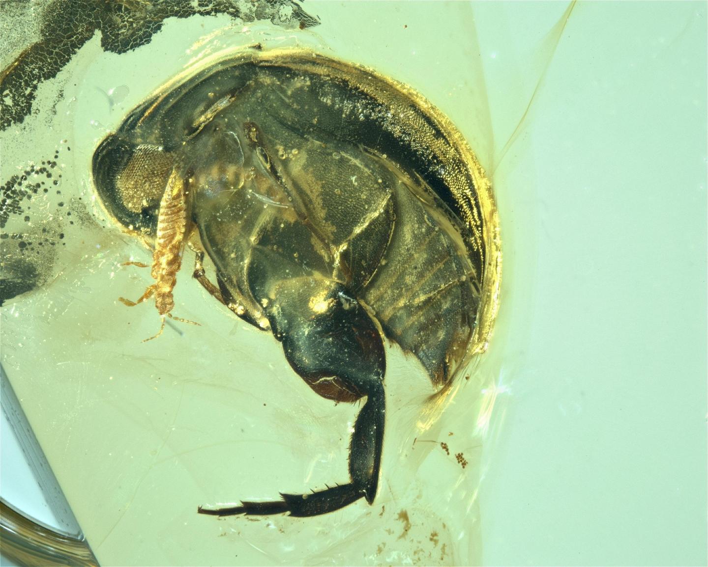 <i>A. burmitina</i> in Amber (Close Up)