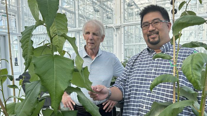 NC State researchers find answer to challenge posed by tree lignin