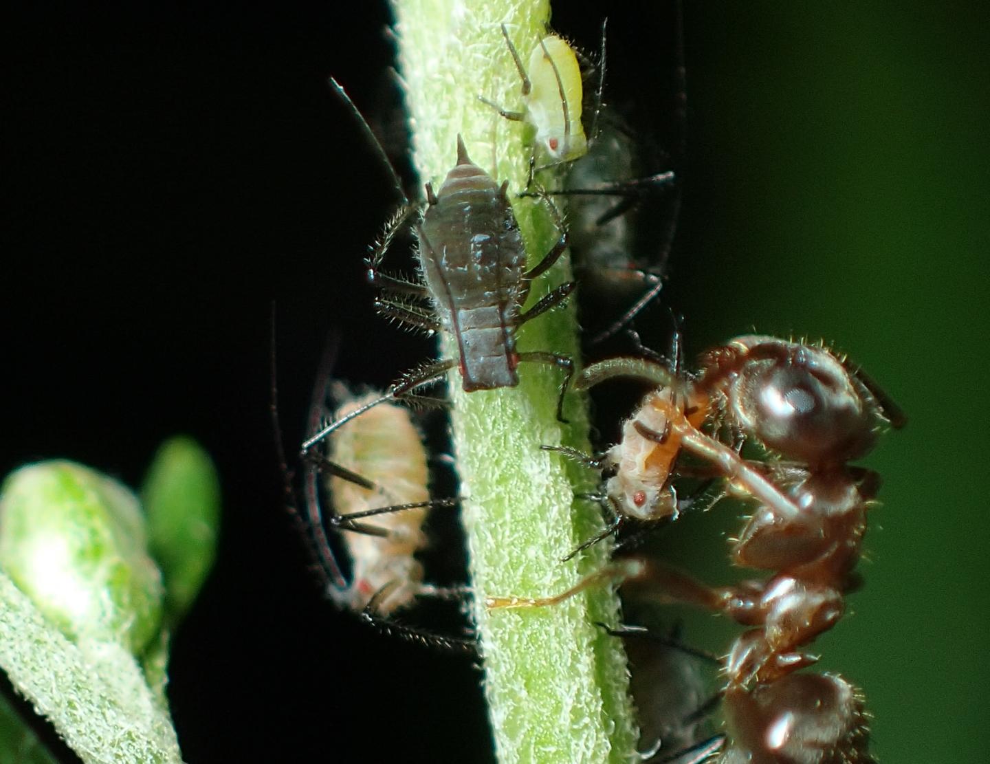 Red and Green Morphs of <i>M. yomogicola</i> with the Attending Ant <i>L. japonicus</i>