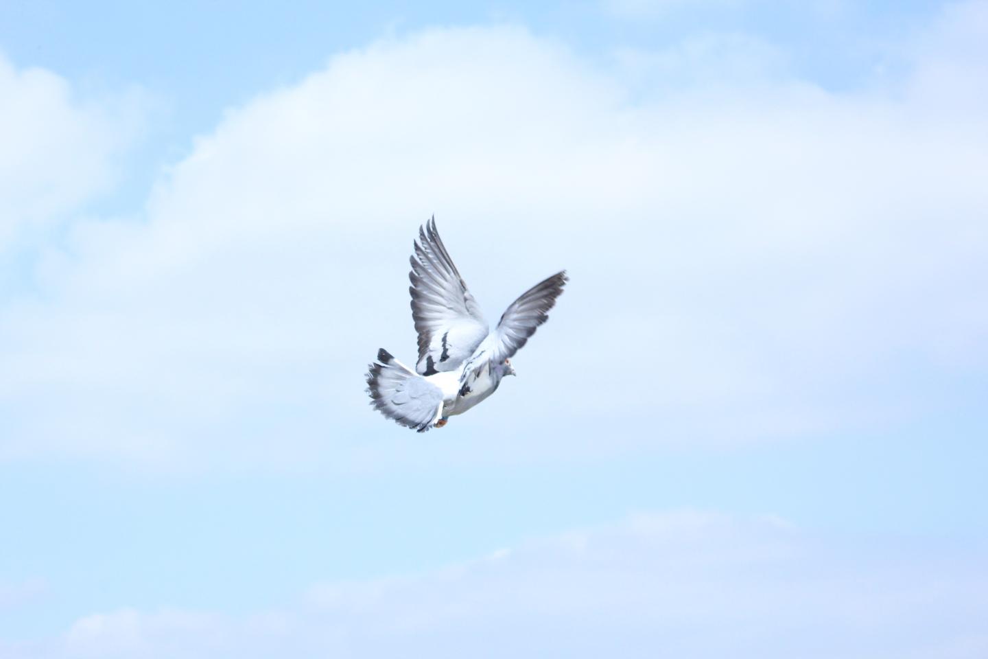 Single Flying Pigeon