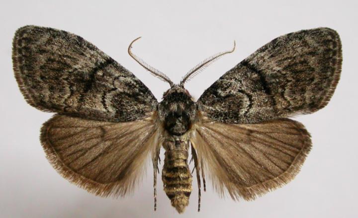 The Gum-Leaf skeletoniser Moth